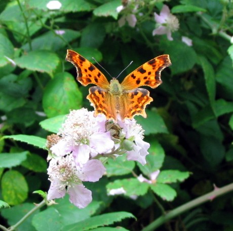 Polygonia c-album